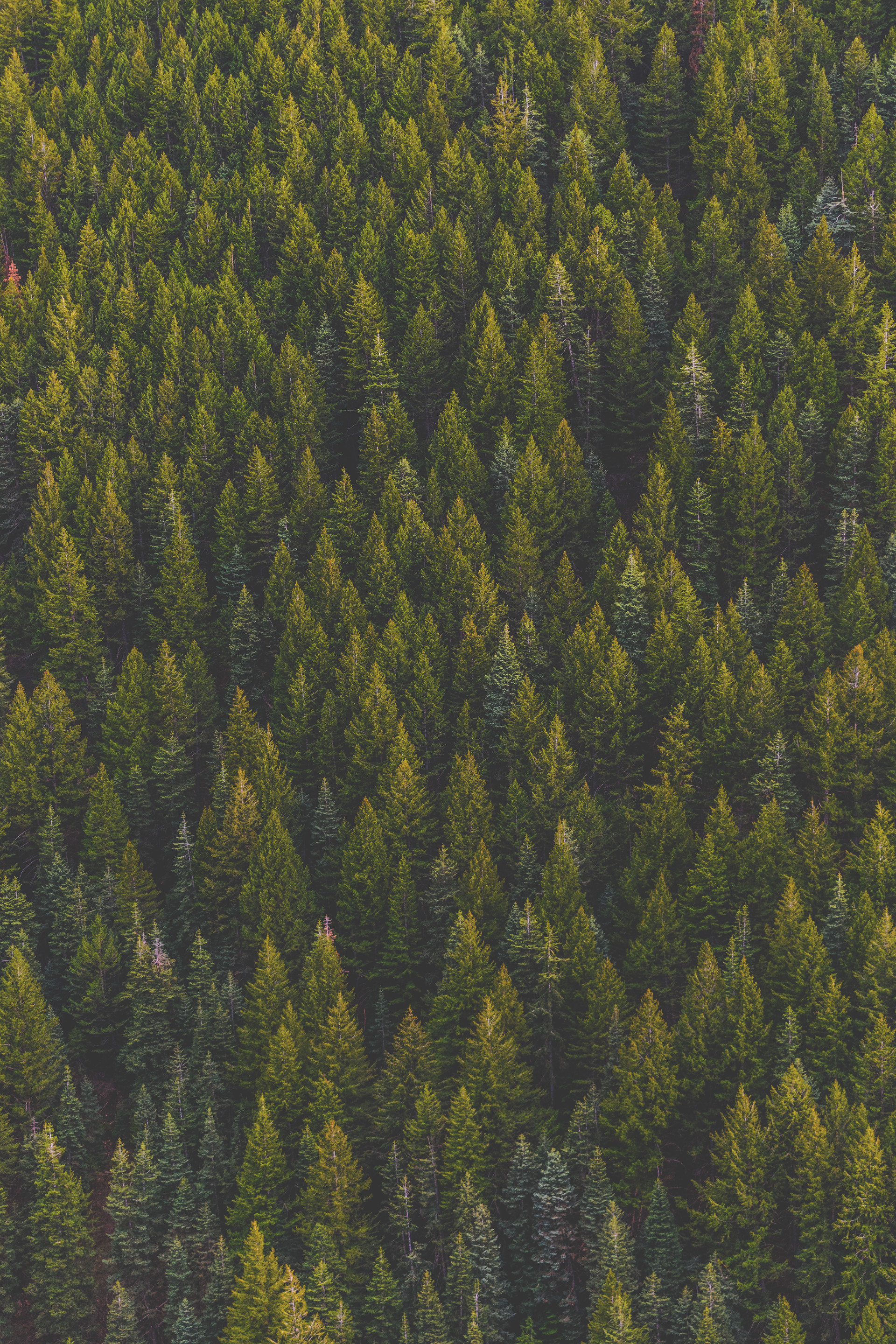 mobile background