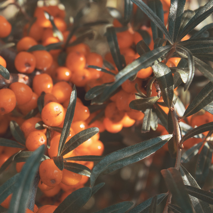 VitaminTreeOil / Seabuckthorn : COSWEB
