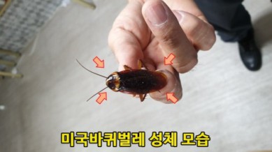미국바퀴벌레 퇴치, 엄지손가락만한 바퀴벌레 퇴치 방법 : 사진,동영상 갤러리 미국바퀴벌레 퇴치, 엄지손가락만한 바퀴벌레 퇴치 방법 : 사진,동영상 갤러리