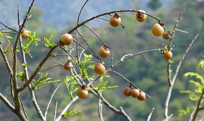 soap nut 열매는 가을과 겨울에 익는다.