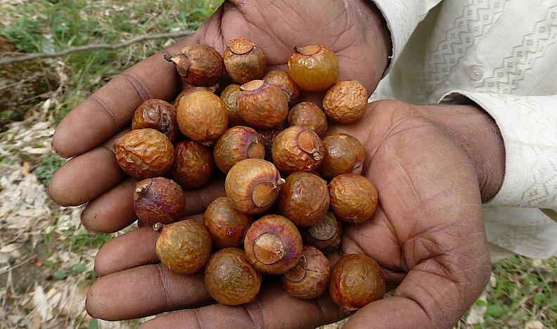 귀중한 사포닌은 열매 껍질에서 추출합니다.