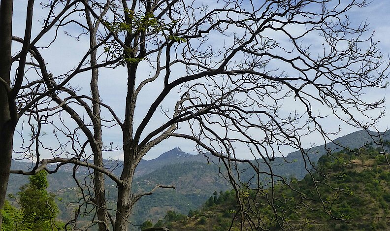 soap nut 나무는 산악 지역에서 야생으로 자랍니다.