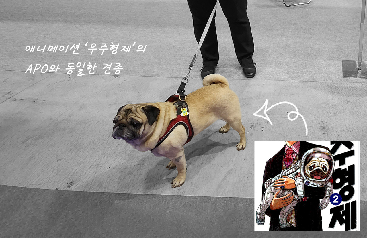 <p  style="text-align:left; font-size:12px;">애니메이션 '우주형제'에 등장하는 '아포'와 같은 종이라 초정된 강아지<br> - ⓒ COSMOS TIMES</p>