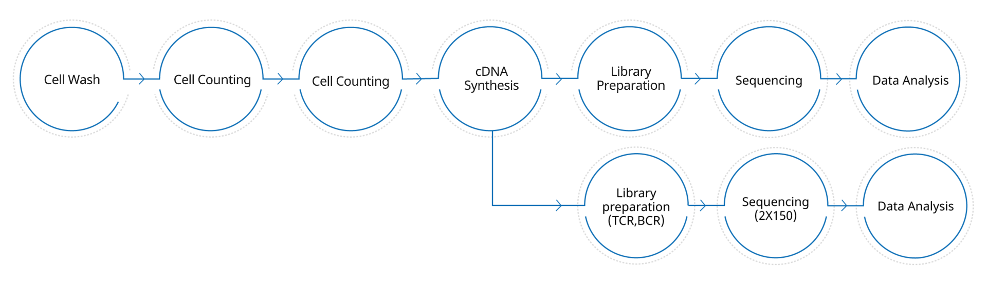 Cell wash, Cell counting, 10X GEM generation, cDNA synthesis, Library preparation, Sequencing, Data Analysis, TCR, BCR , Sequencing(2X150), Data Analysis