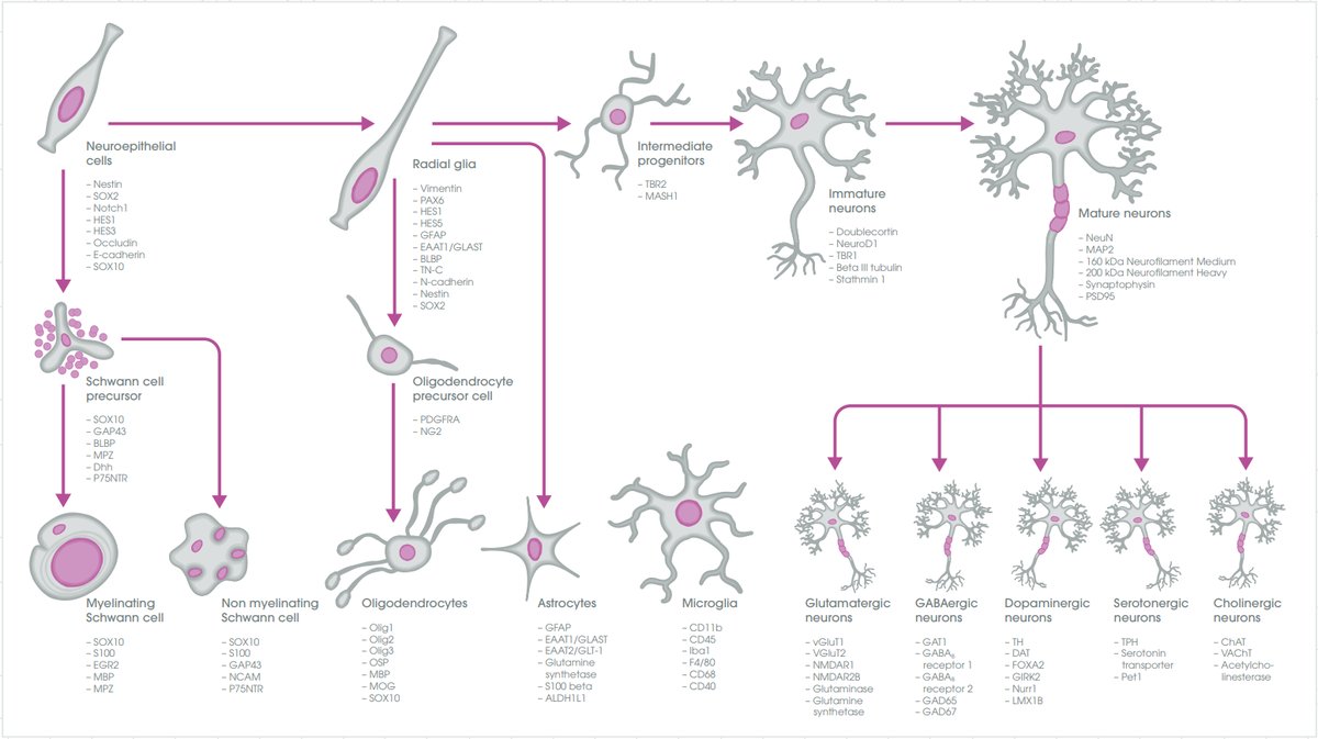 Neuroscience_Neural Markers Guide : Abcam 제품 소개