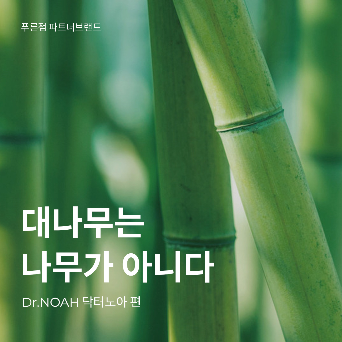[푸른점 파트너브랜드] 대나무는 나무가 아니다 - Dr.NOAH 닥터노아 편