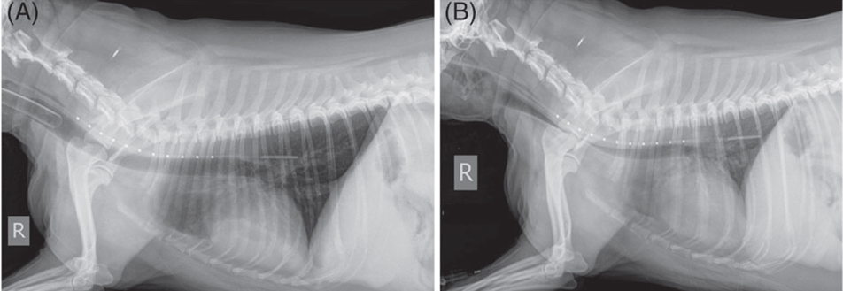 Tappin, S. W. "Canine tracheal collapse." Journal of Small Animal Practice 57.1 (2016): 9-17.
