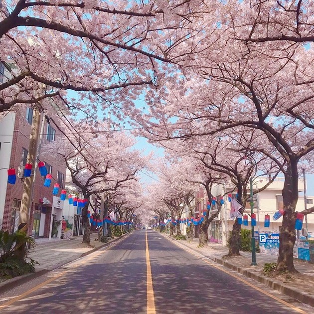 NATIONAL CHERRY BLOSSOM BLOOMING MAP 2023 : OutingKorea