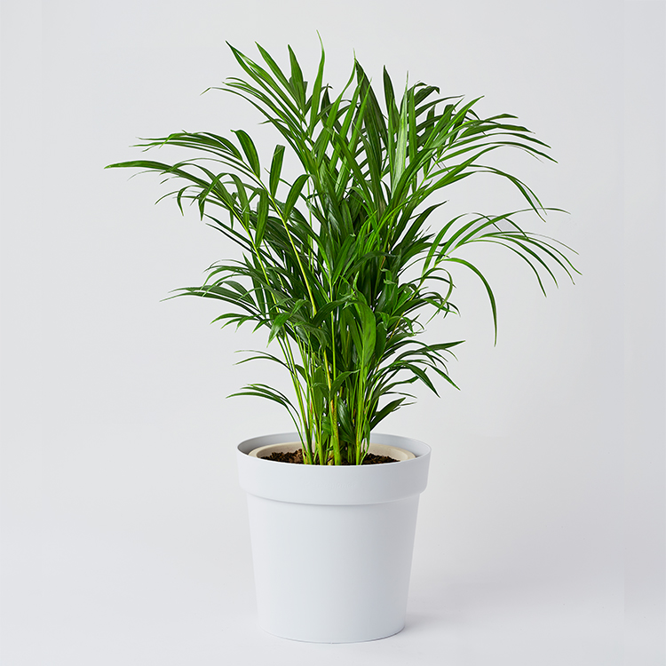 아파트 실내에서 키우기 쉬운 식물, 방에서 키우기 쉬운 식물 추천 BSET