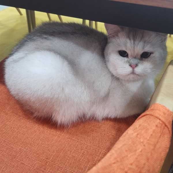 [경기 양주] 달빛냥살롱