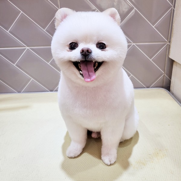 [부산 부산진] 몽몽샵 체험단