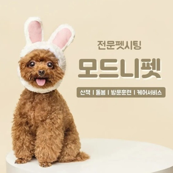 [경기 파주] 모드니펫