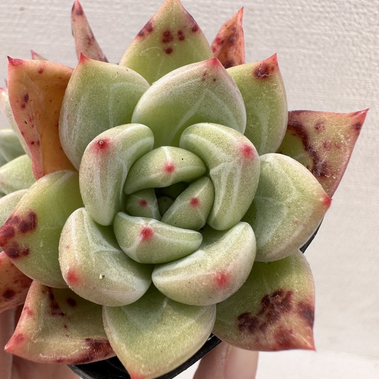 限​定​販​売​】 ミニマx 'Champagne' Echeveria x 植物/観葉植物