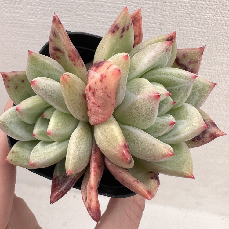 限​定​販​売​】 ミニマx 'Champagne' Echeveria x 植物/観葉植物