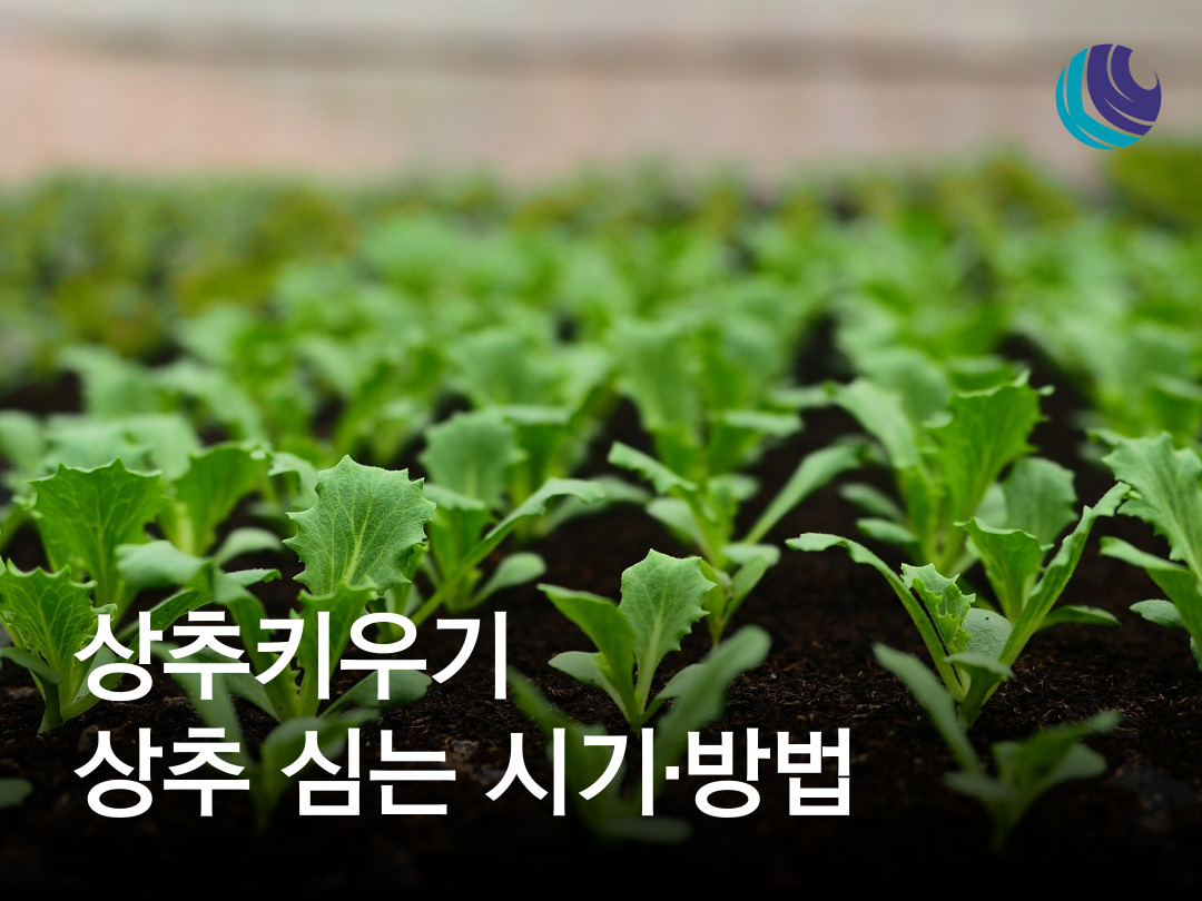 상추 키우기 / 상추 심는 시기 / 상추 심는 방법 : 농사정보