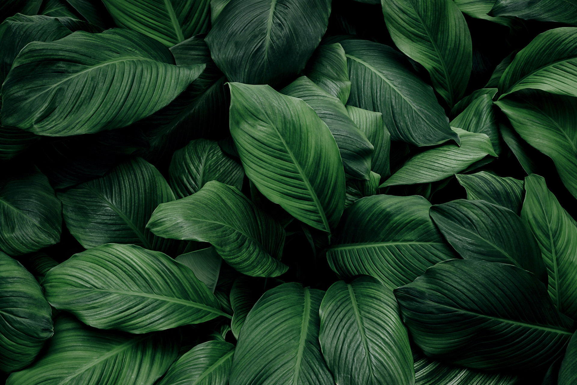 mobile background