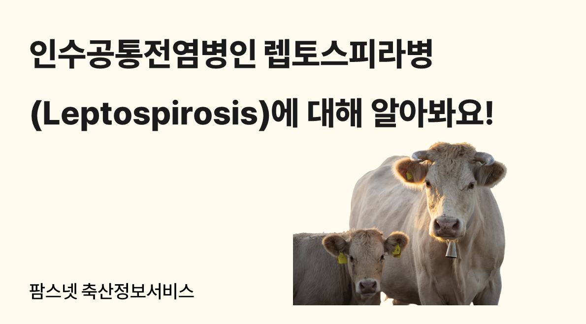 인수공통전염병인 렙토스피라병(Leptospirosis)에 대해 알아봐요! 팜스넷 축산정보서비스