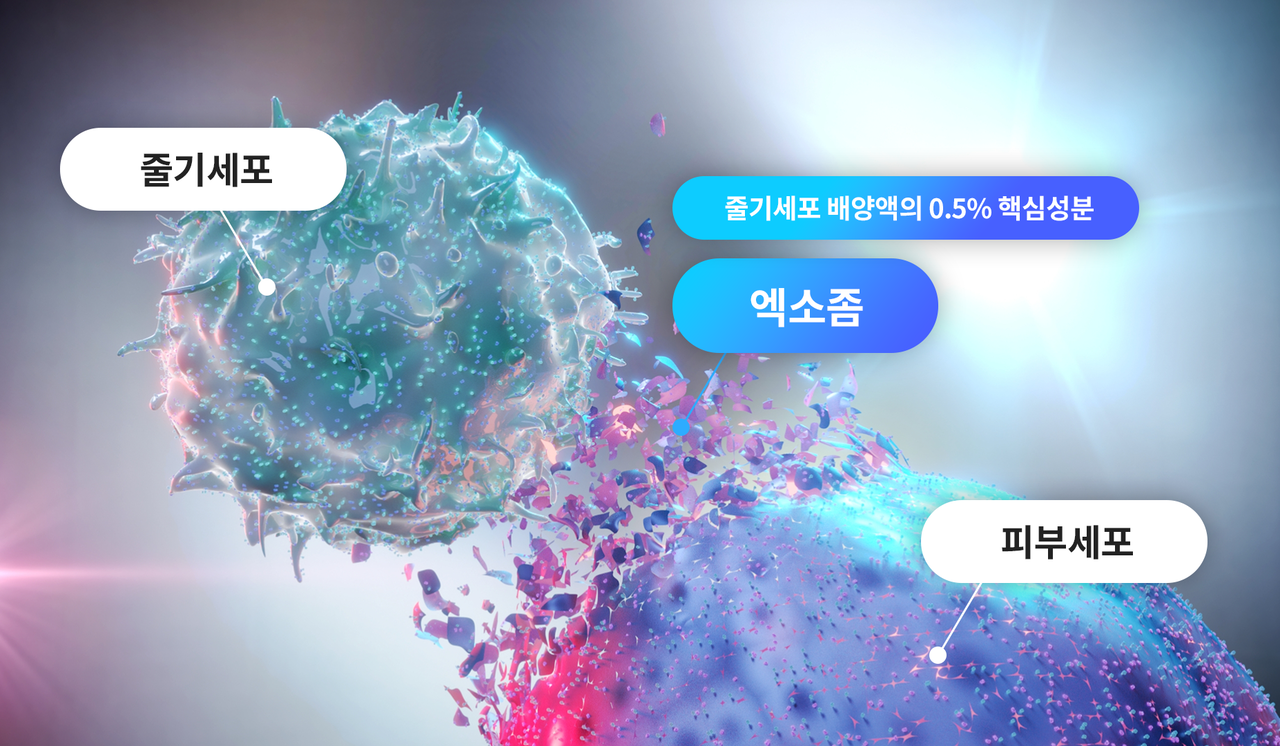 리쥬란 힐러 이미지
