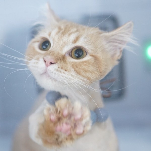 [경기 부천] 코냥코냥