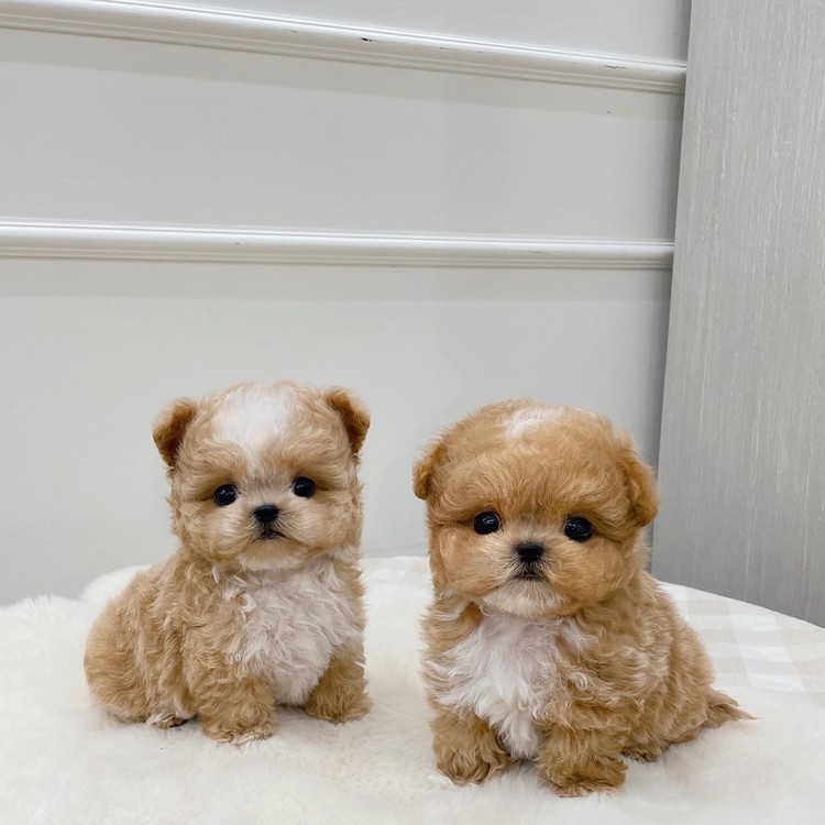 teddy bear maltipoo twins K PUPPY BOUTIQUE