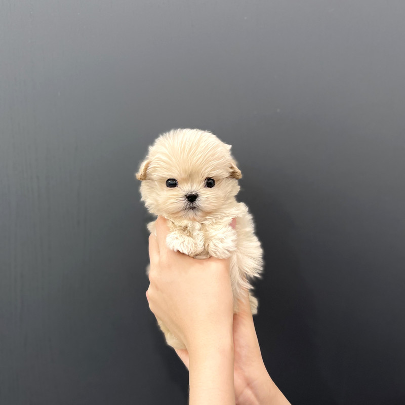 how much does a teacup maltipoo cost