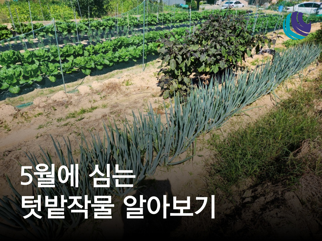 5월에 심는 작물 / 5월 텃밭 작물 알아보기 : 농업회사법인 권농종묘(주)