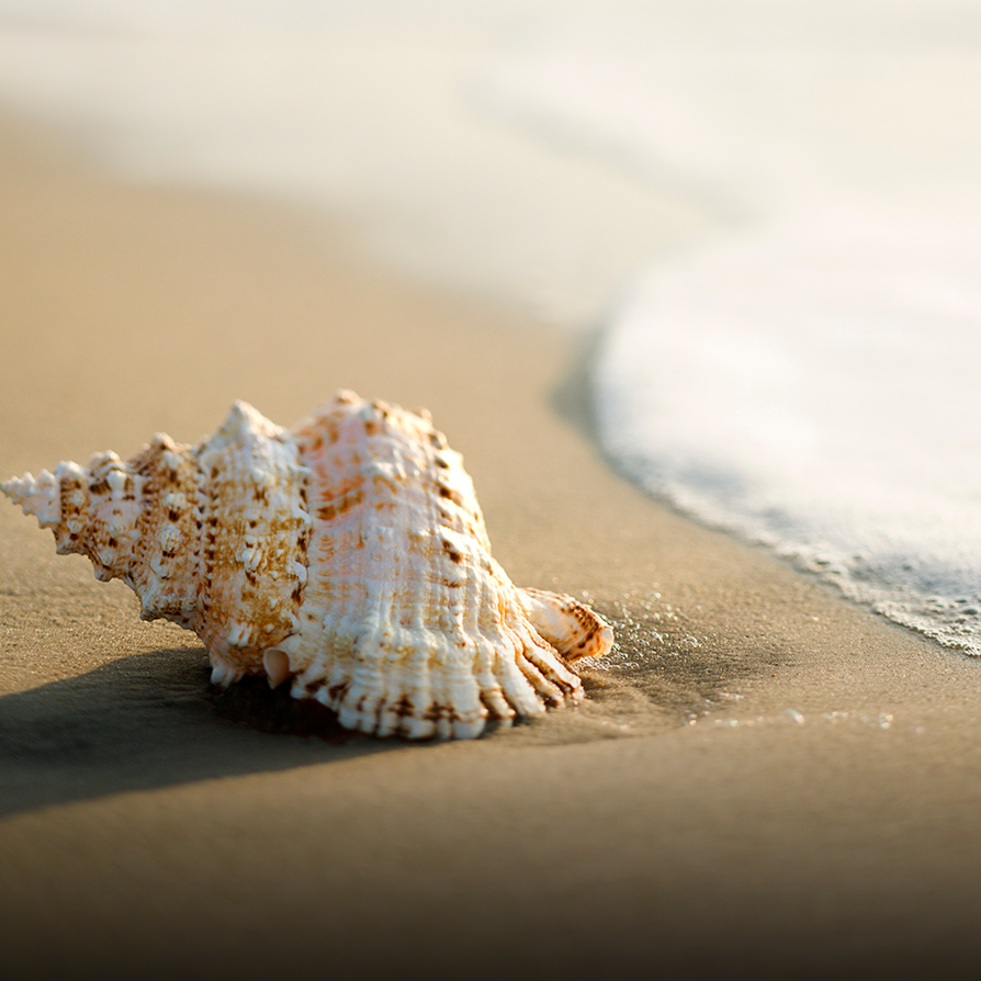 <h6 class="img_titlemo">Vision</h6><p class="img_textmo">소리를 이용해 해양을 진단합니다.</p>