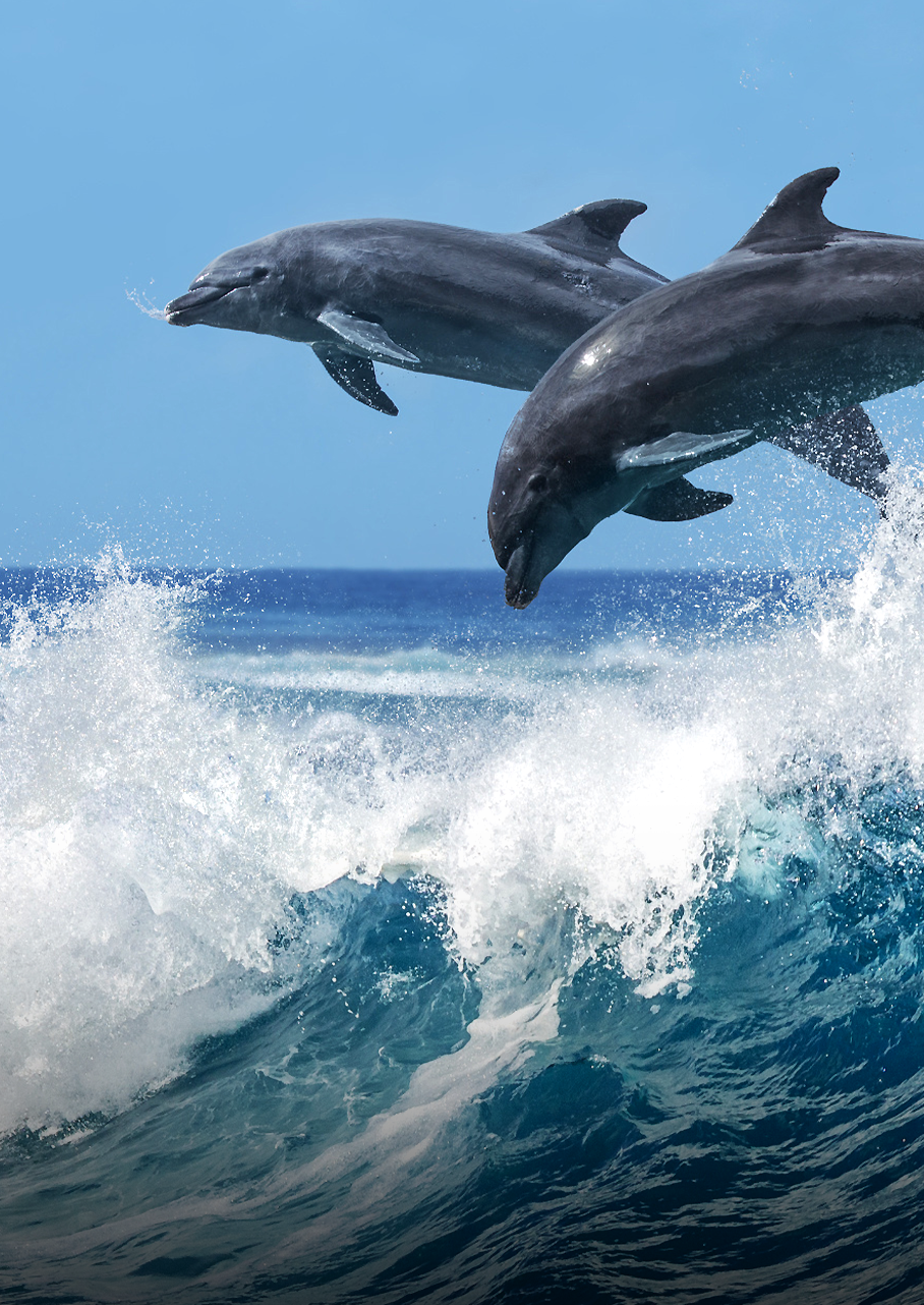 <b>생물 기원 음원</b><br><p class="img_text_mo">해양생물에 의해 발생된 수중소음(Biophony) 의 음향특성 및 서식분포를 확인합니다.</p>