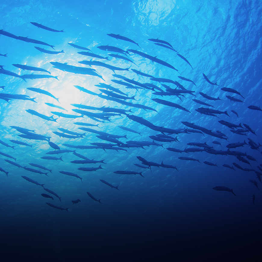 <b>Passive acoustic monitoring</b><br><p class="img_text_mo">• 해양생물에 의해 발생된 수중소음 연구<br>• 지구물리적 운동에 의해 발생된 수중소음 연구</p>