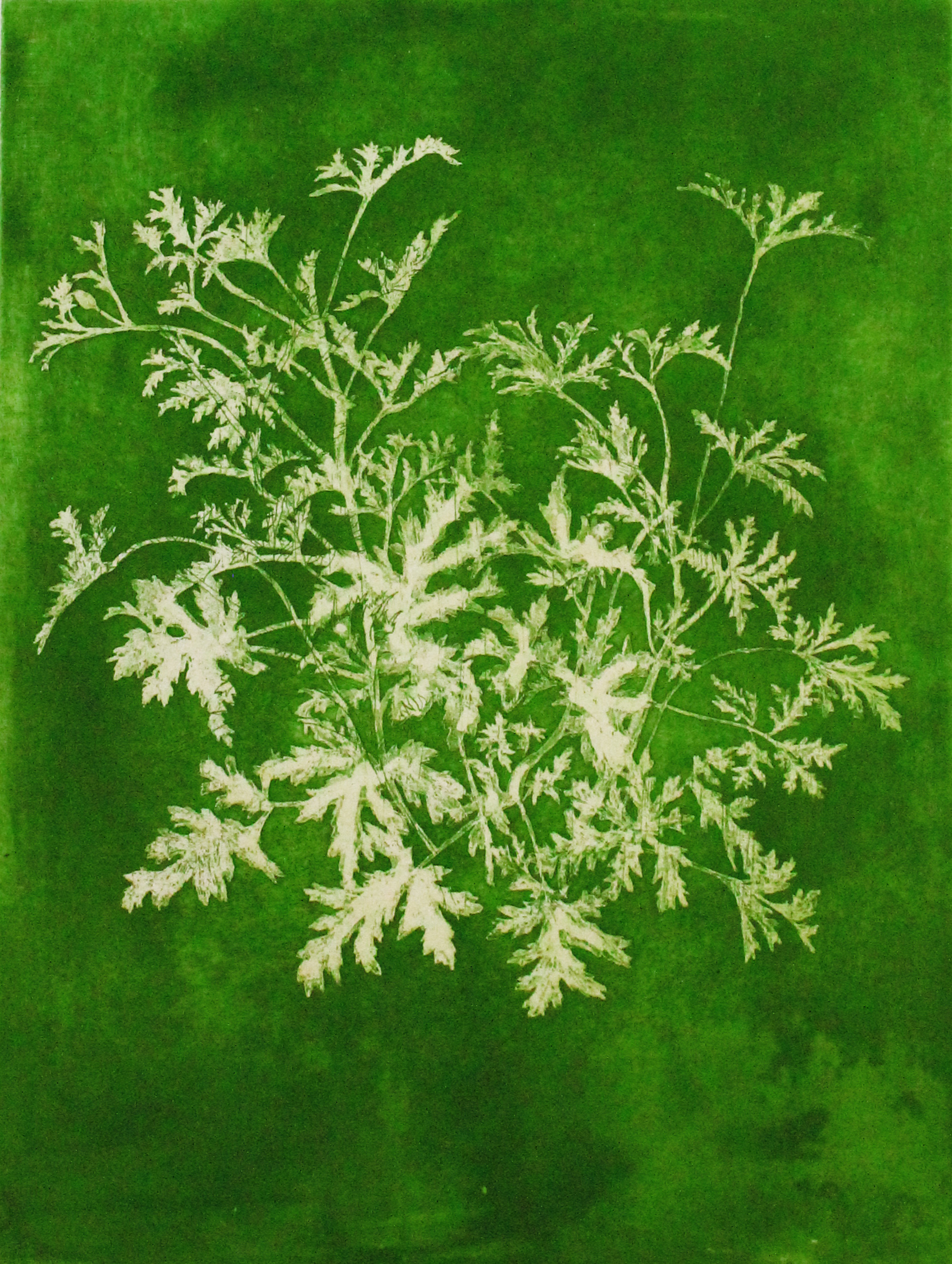 green complex #1, etching aquatint, 40x30cm, 2016