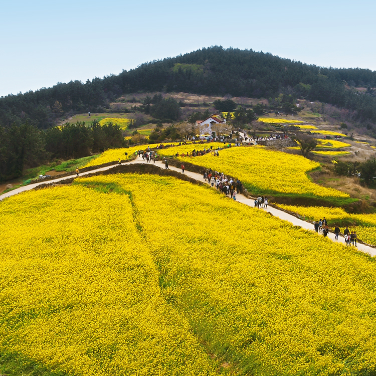 1박2일] 청산도 + 완도 여행 : 해뜸여행사