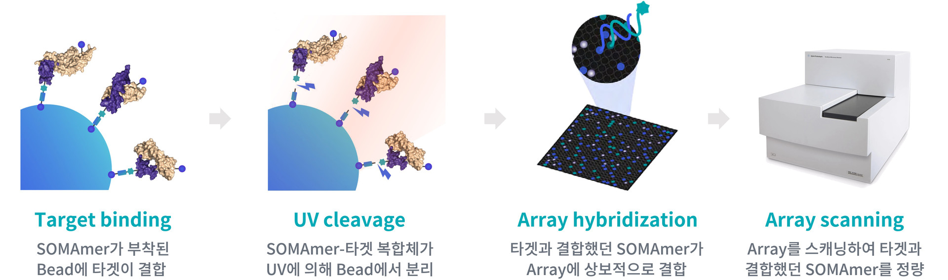 Target binding UV cleavage Array hybridization Array scanning