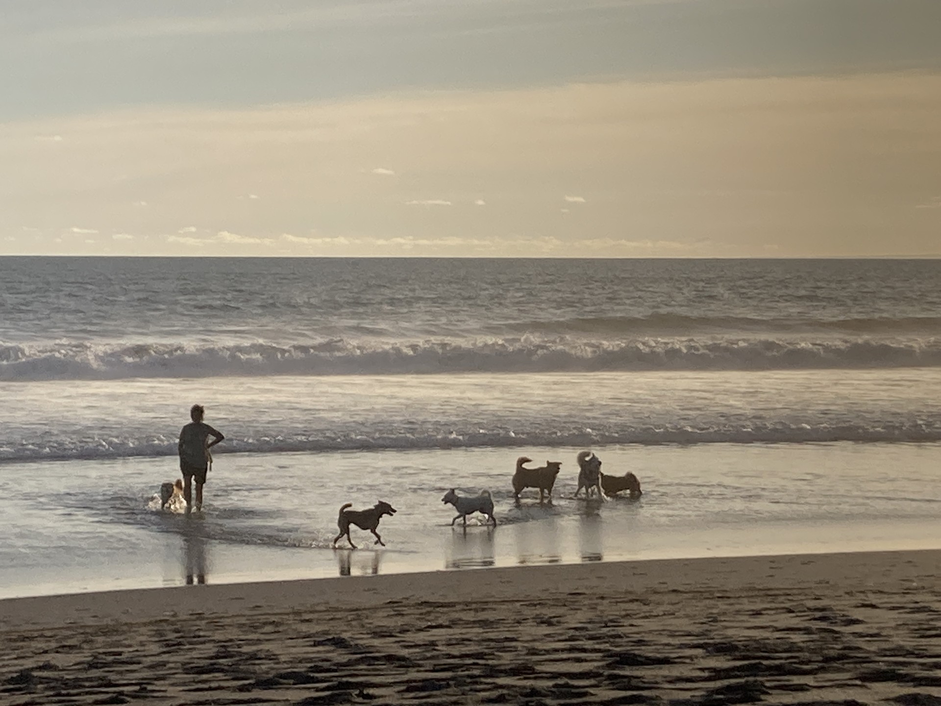 강아지들과 사람 한 명이 평화롭게 놀고있는 늦은 오후의 발리 해변