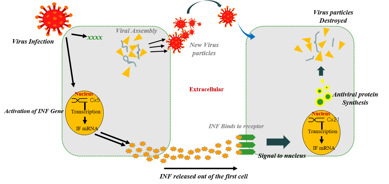 “Antibacterial ability to S. aureus”