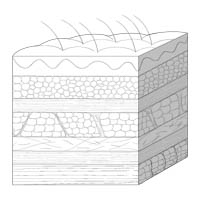 Skin tissue cube : INFOGRAPHY (인포그라피)