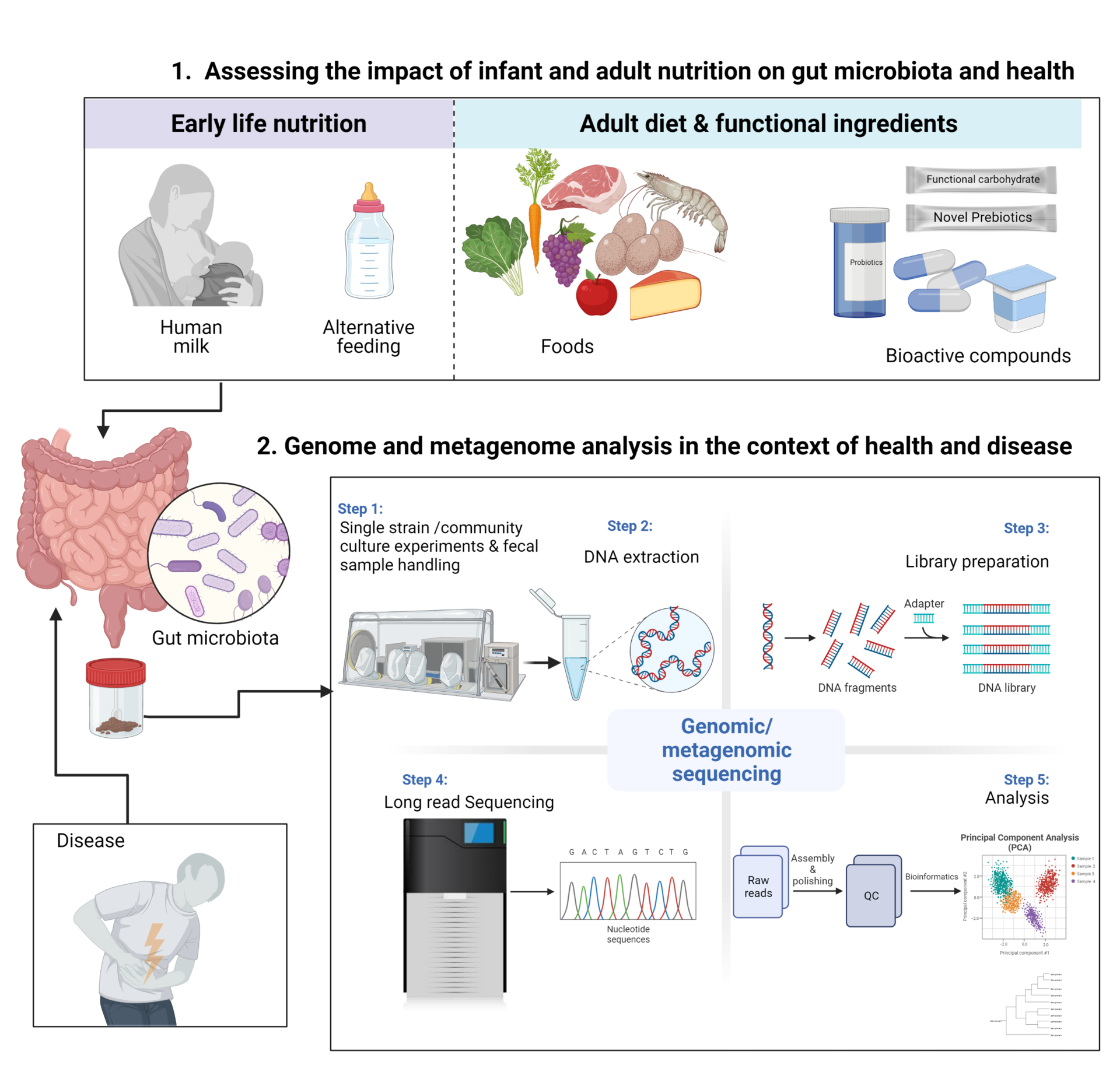 Illustration of the approach to human gut mcicrobiome research at NFML