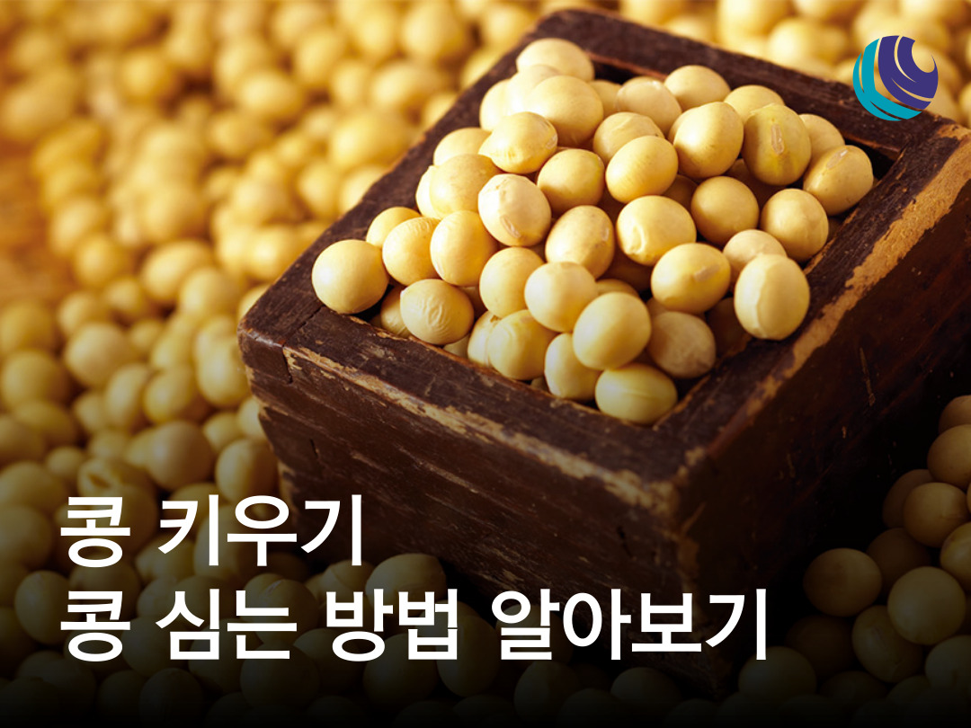콩 키우기 / 콩 심는 시기 / 콩 파종시기 / 콩 심는 방법 알아보기 : 농사정보