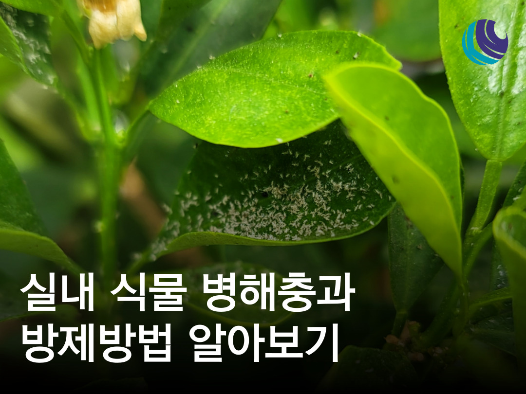 깍지벌레 총채벌레 진딧물 응애, 실내식물 해충 방제방법 / 친환경 살충제 만드는 법 : 농사정보