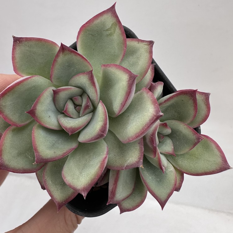 Echeveria Rosita-62 : DK Succulents Korea- Rare Korean Succulents