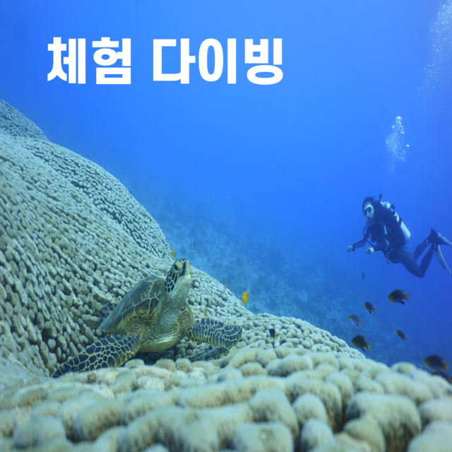 피쉬아이체험다이빙 체험다이빙 