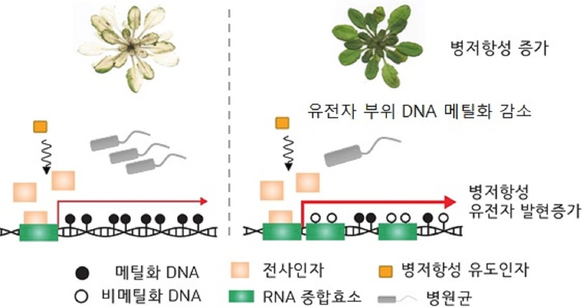 병원균 방어하는 식물 후성유전 메커니즘 규명 : 한밭FM뉴스 한밭에프엠뉴스
