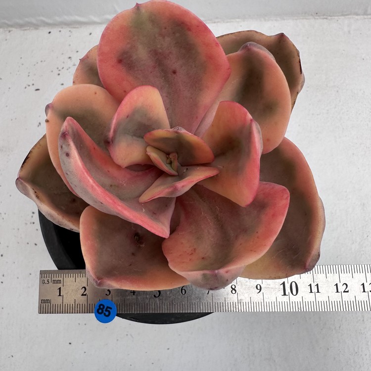 Echeveria Golden State Variegated- 85 : DK Succulents Korea- Rare