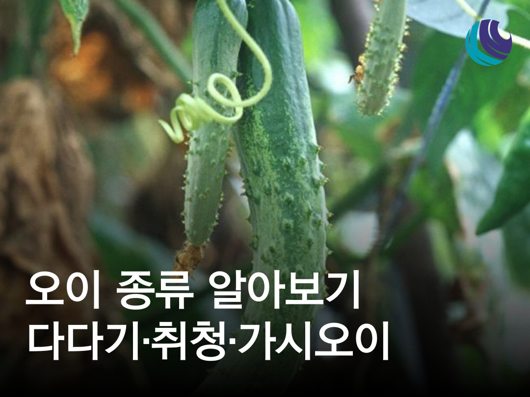 오이 종류 알아보기 / 다다기 취청 가시오이 : 농사정보