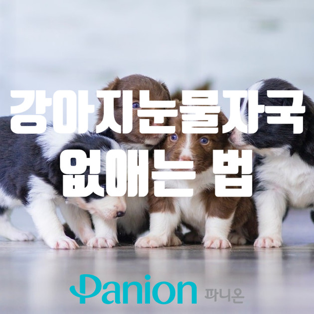 강아지눈물자국 없애는 법 : Panion Magazine