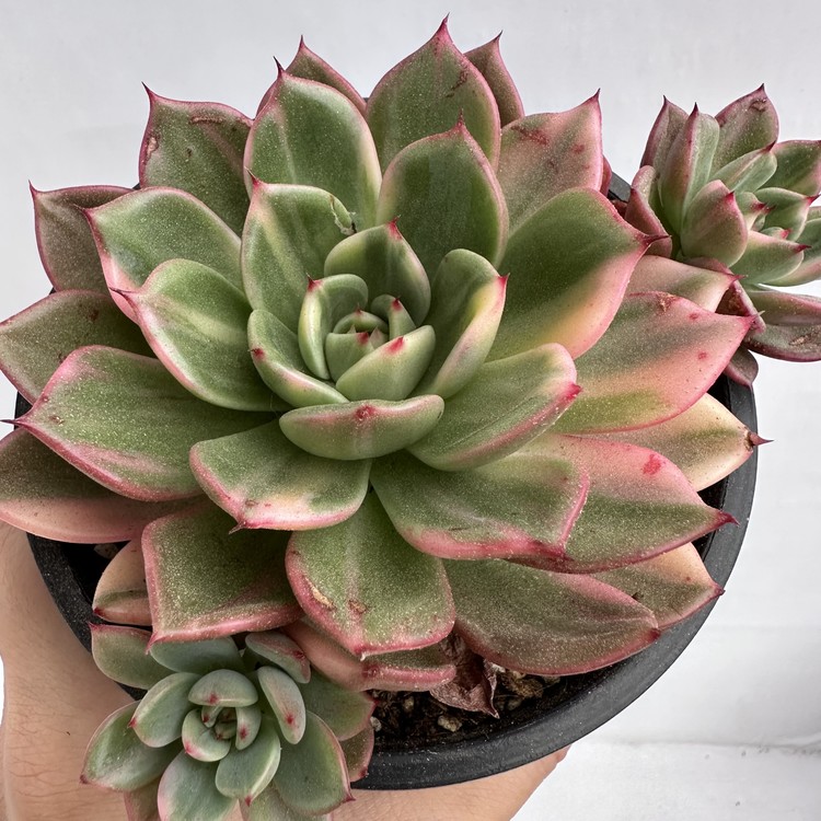 Echeveria Flamenco Variegated-2 : DK Succulents Korea- Rare Korean ...