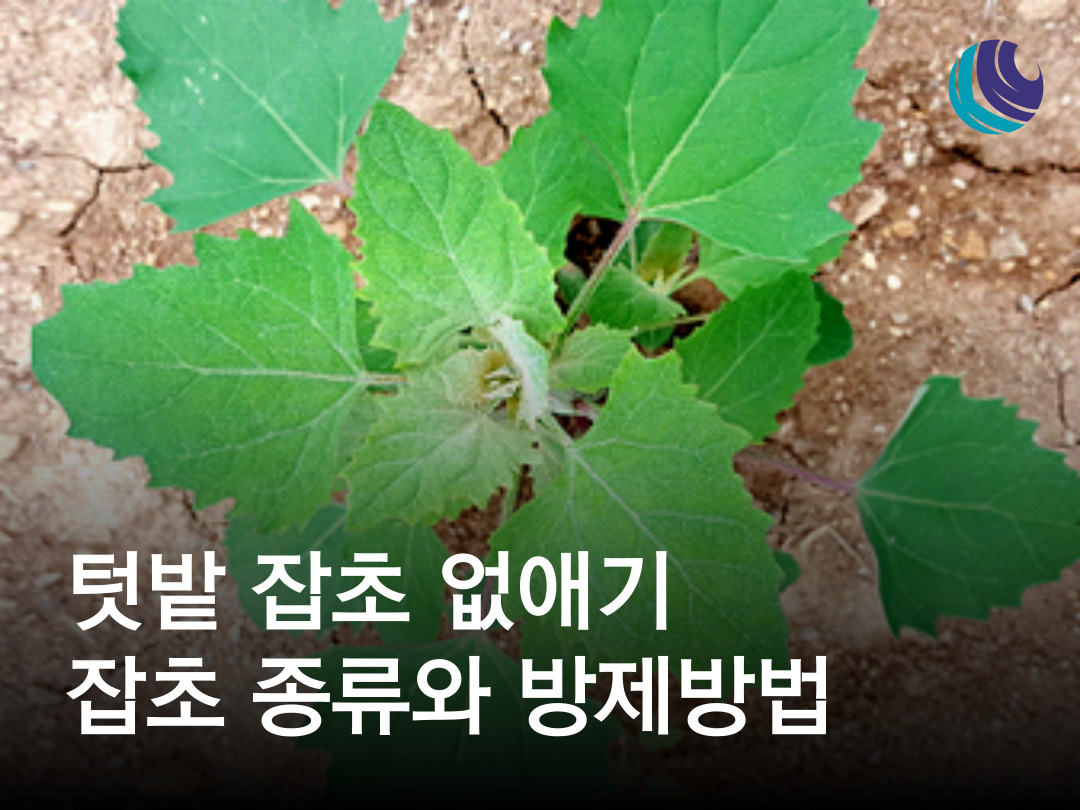 텃밭에서 볼 수 있는 잡초의 종류와 잡초 제거 방법 : 농사정보