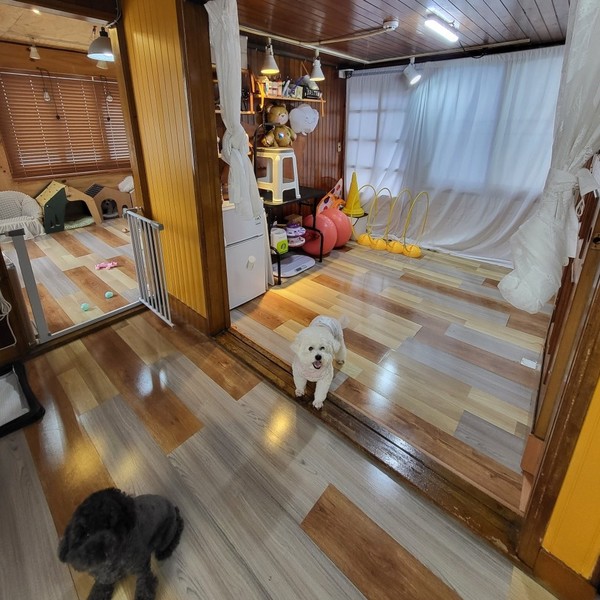 [부산/동래] 금댕이 애견유치원&호텔