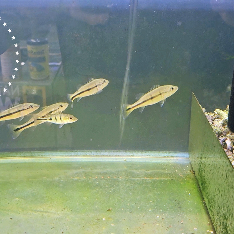아이스팟 테멘시스 [ Cichla temensis ] : 백경수족관