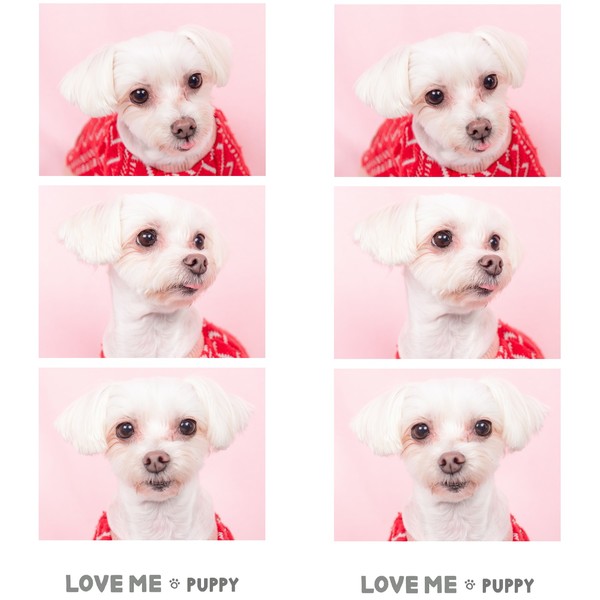 [천안 서북] 럽미앤퍼피스튜디오