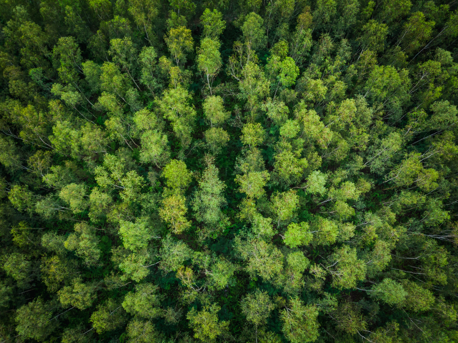 mobile background